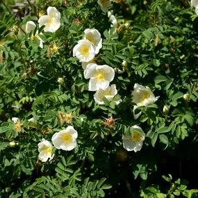 Rose White Ramanas (Rosa rugosa 'Alba') hedging 1